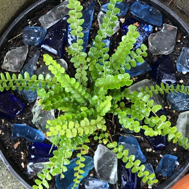 Nephrolepis duffii syn. Nephrolepis cordifolia 'Duffii', Nephrolepis cordifolia 'Lemon Buttons'