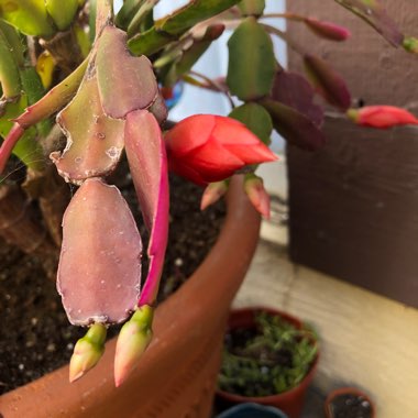 Schlumbergera truncata