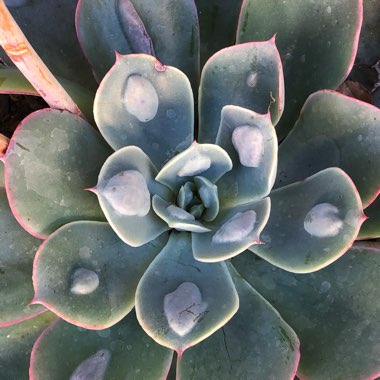 Echeveria Raindrops