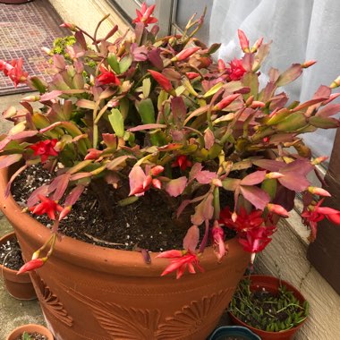 Schlumbergera truncata