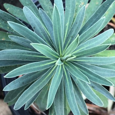 Euphorbia x martini 'Baby Charm'