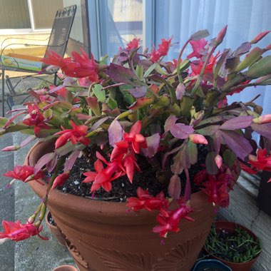 Schlumbergera truncata