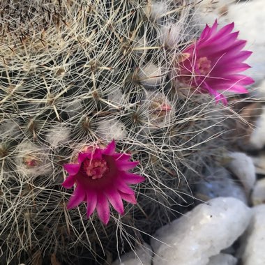 Mammillaria hahniana