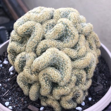 Mammillaria elongata 'Cristata'