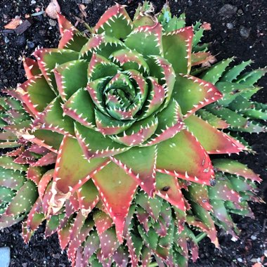 Aloe nobilis