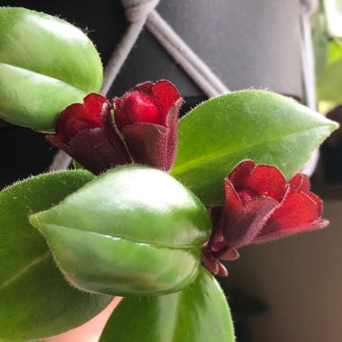 Aeschynanthus 'Mona Lisa'