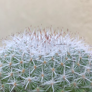 Mammillaria haageana 'Elegans'