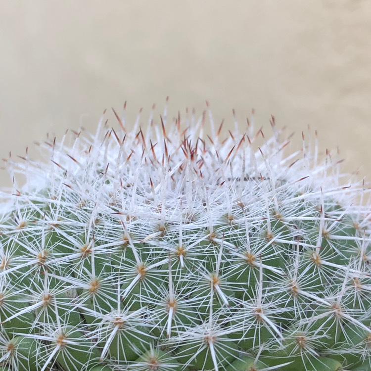 Plant image Mammillaria haageana 'Elegans'