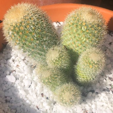 Mammillaria spinosissima subsp. pilcayensis