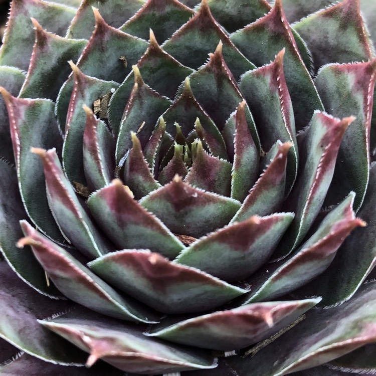 plant image 1221468