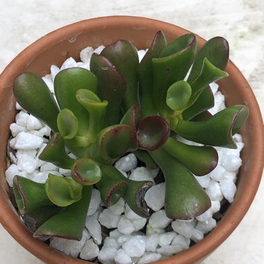 Crassula ovata 'Gollum'