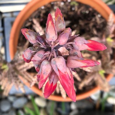 Kalanchoe Tubiflora (Bryophyllum delagoense)