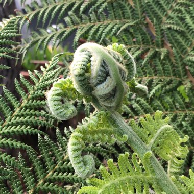 Dicksonia antarctica