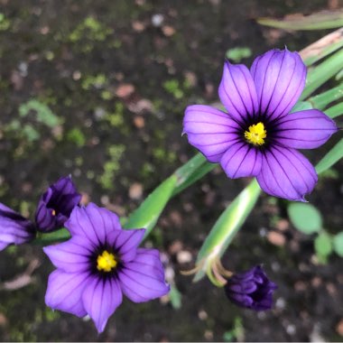 Sisyrinchium 'Californian Skies'