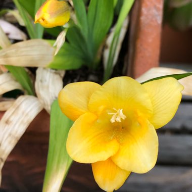 Freesia 'Gold River'