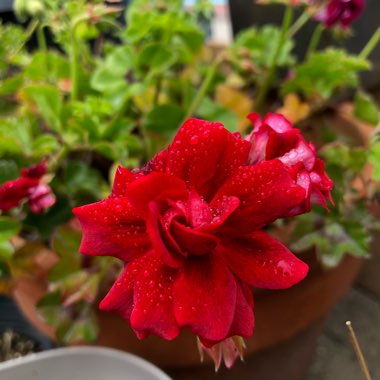 Pelargonium 'Great Balls Of Fire Dark Red' (Great Balls Of Fire Series)