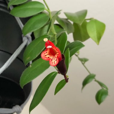 Aeschynanthus 'Mona Lisa'