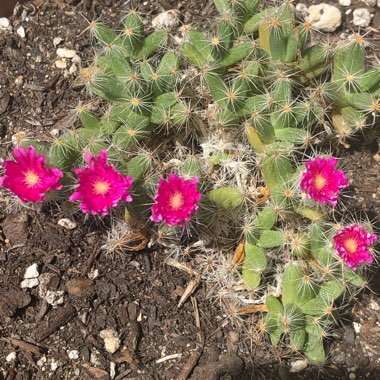 Trichodiadema Densum