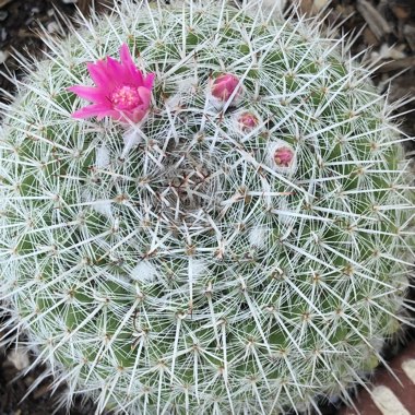 Mammillaria haageana 'Elegans'