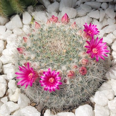 Mammillaria hahniana