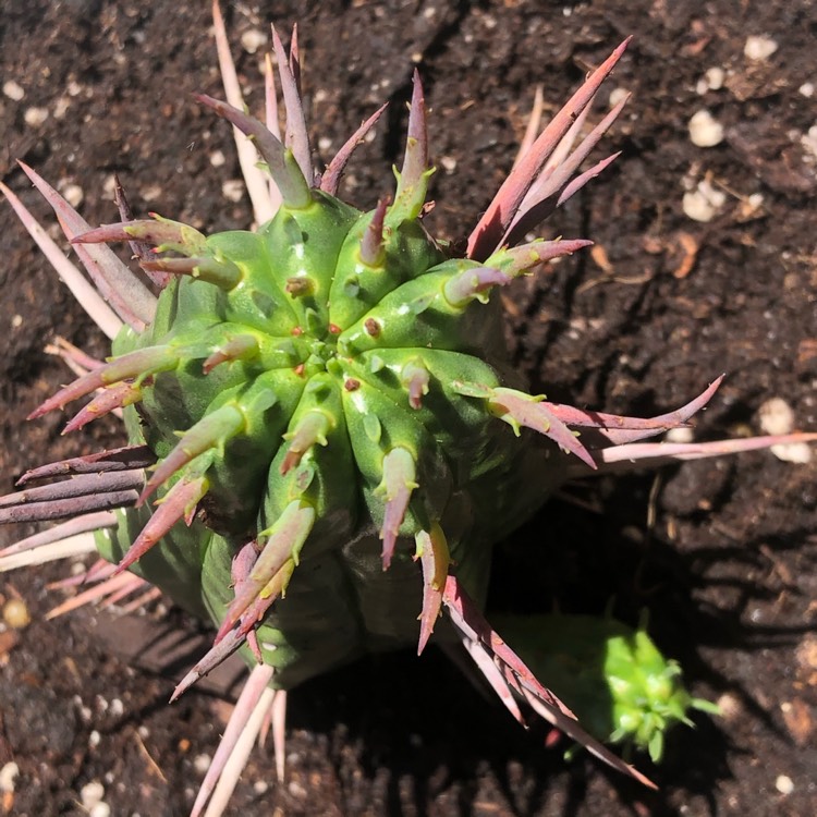 plant image 1300645