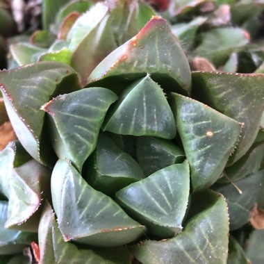 Haworthia retusa