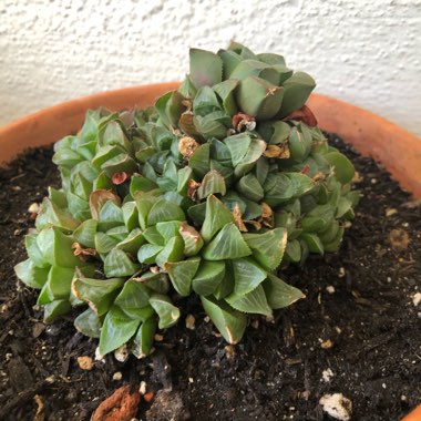 Haworthia retusa