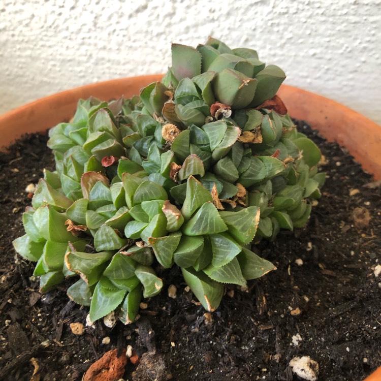 Plant image Haworthia retusa