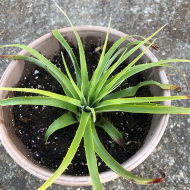 Puya Berteroniana