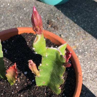 Epiphyllum king midas