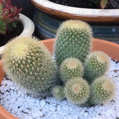 Mammillaria spinosissima subsp. pilcayensis