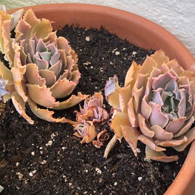 Echeveria Blue Curls