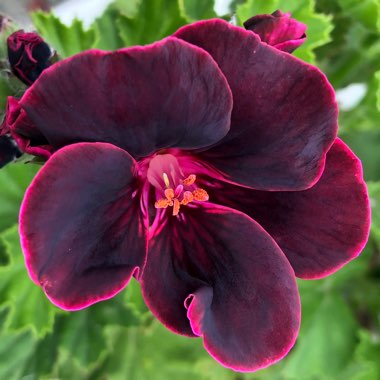 Pelargonium 'Lord Bute'