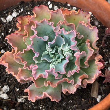 Echeveria Blue Waves