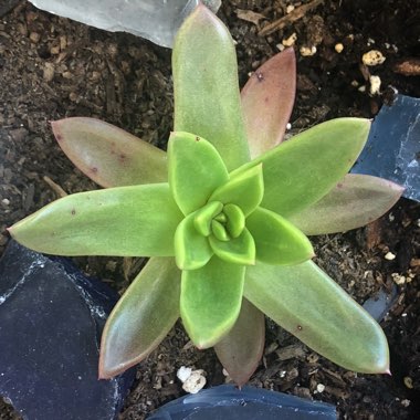 Echeveria Agavoides