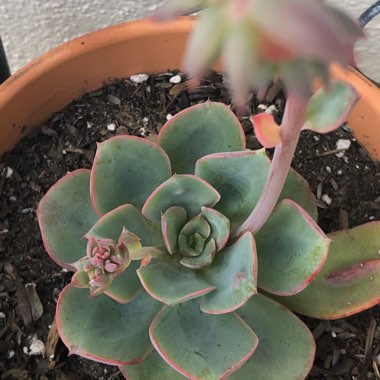 Echeveria Raindrops