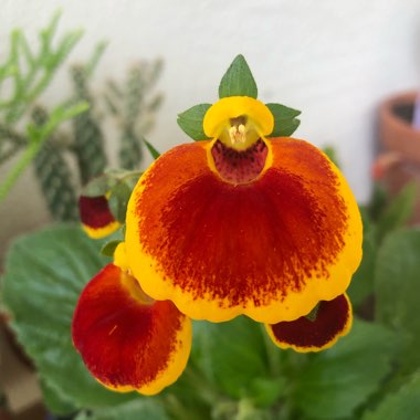 Calceolaria x herbeohybrida 'Chilean Gold'