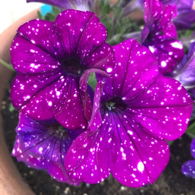 Petunia 'Wespecoar' (Constellation Series) syn. Petunia 'Aries'