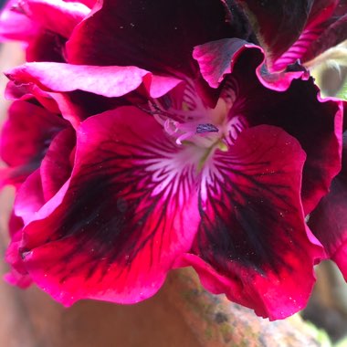 Pelargonium x domesticum