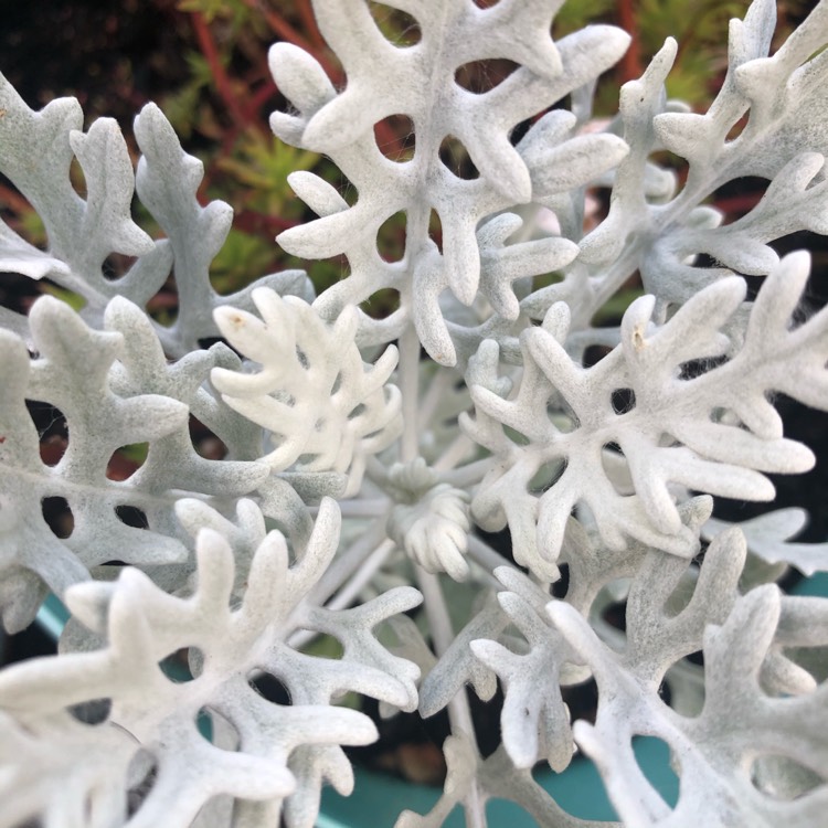 Plant image Senecio cineraria 'Silver Dust'