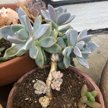 Graptopetalum Paraguayense subsp. Paraguayense