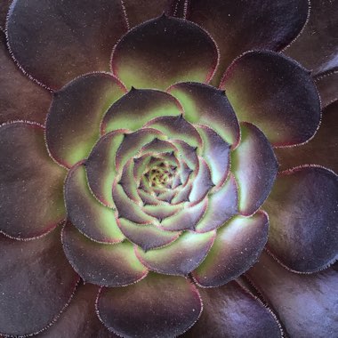 Aeonium Arboreum Atropurpureum