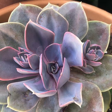 Echeveria Perle Von Nurnberg