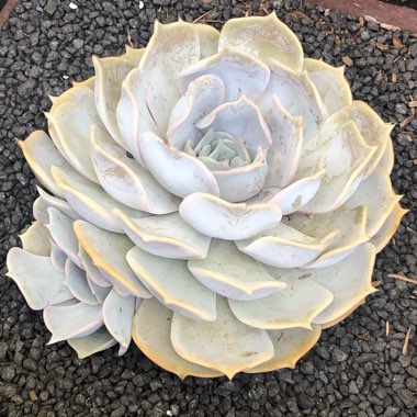 Echeveria Pollux