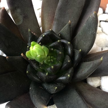 Echeveria Affinis sp.