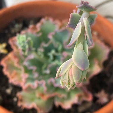 Echeveria Blue Waves