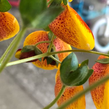 Calceolaria x herbeohybrida 'Chilean Gold'