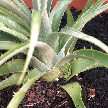 Puya Berteroniana