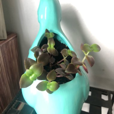 Crassula Pellucida subsp. Marginalis