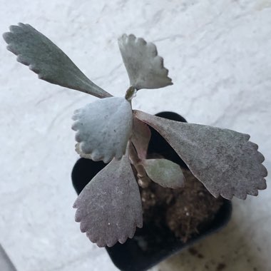 Kalanchoe Pumila